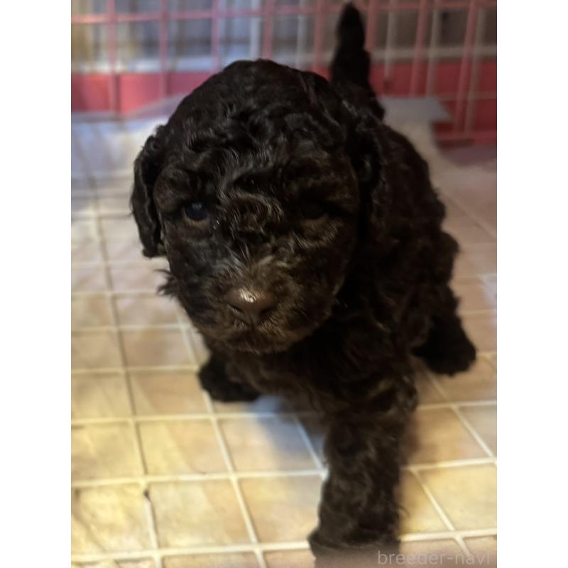 販売中の東京都のトイプードル-441995の2枚目