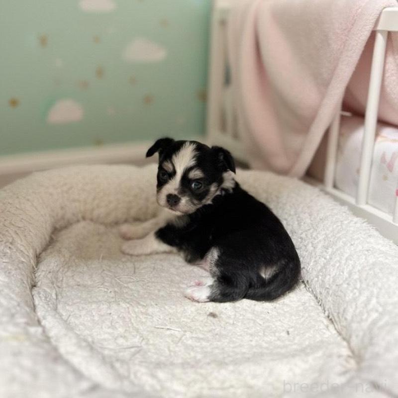 販売中の北海道のチワワ(ロングコート)-437937