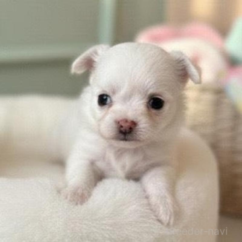 販売中の北海道のチワワ(ロングコート)-437945