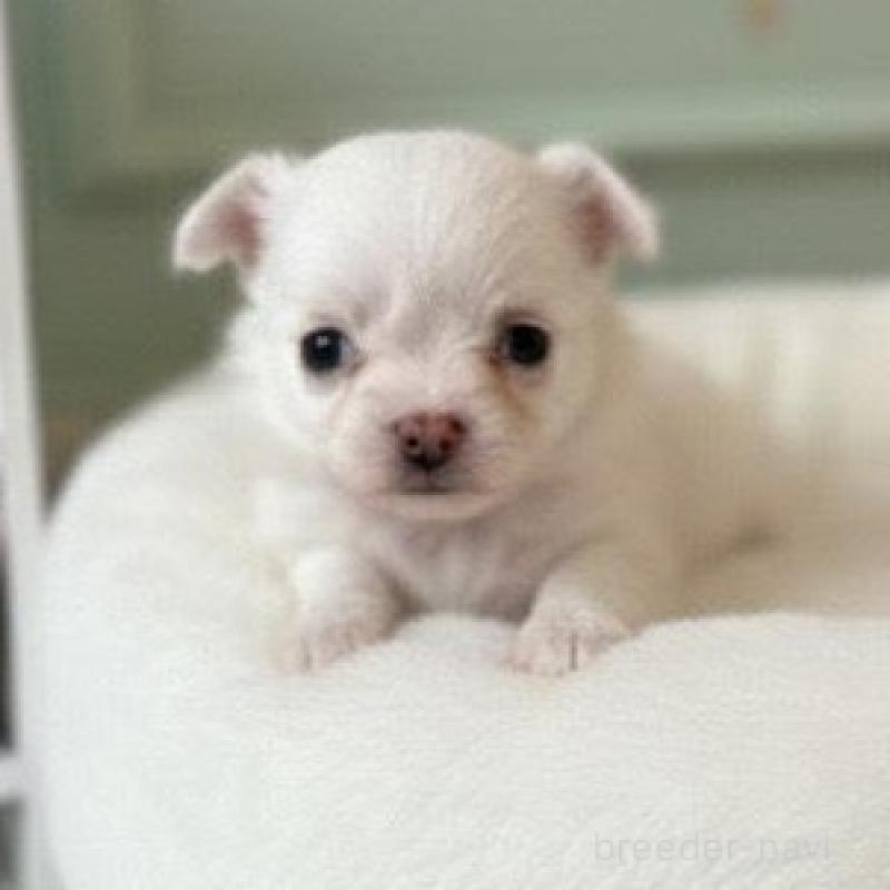 販売中の北海道のチワワ(ロングコート)-437951