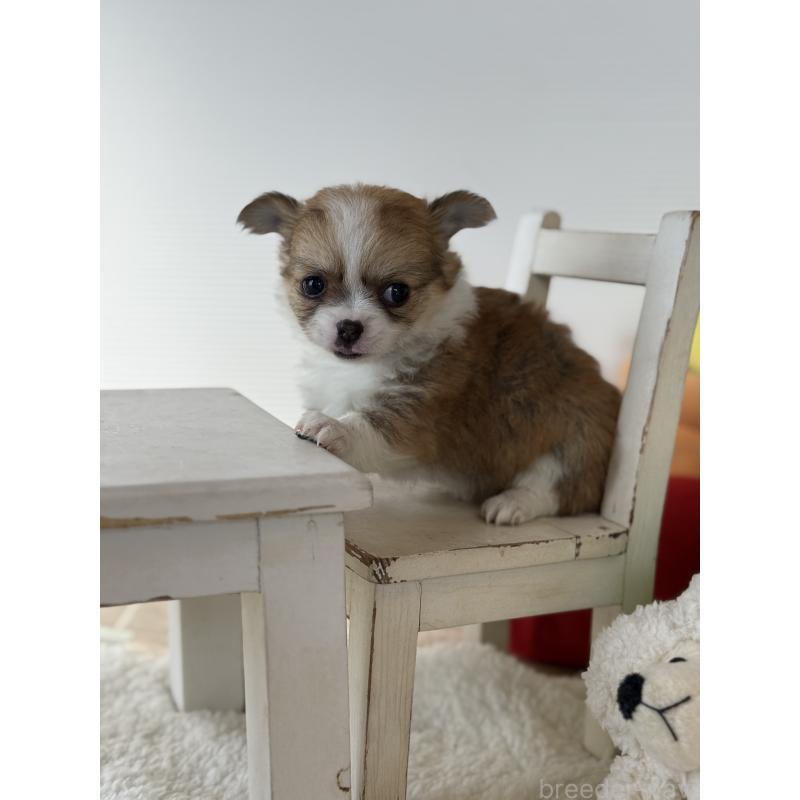 成約済の宮崎県のチワワ(ロングコート)-437237の11枚目