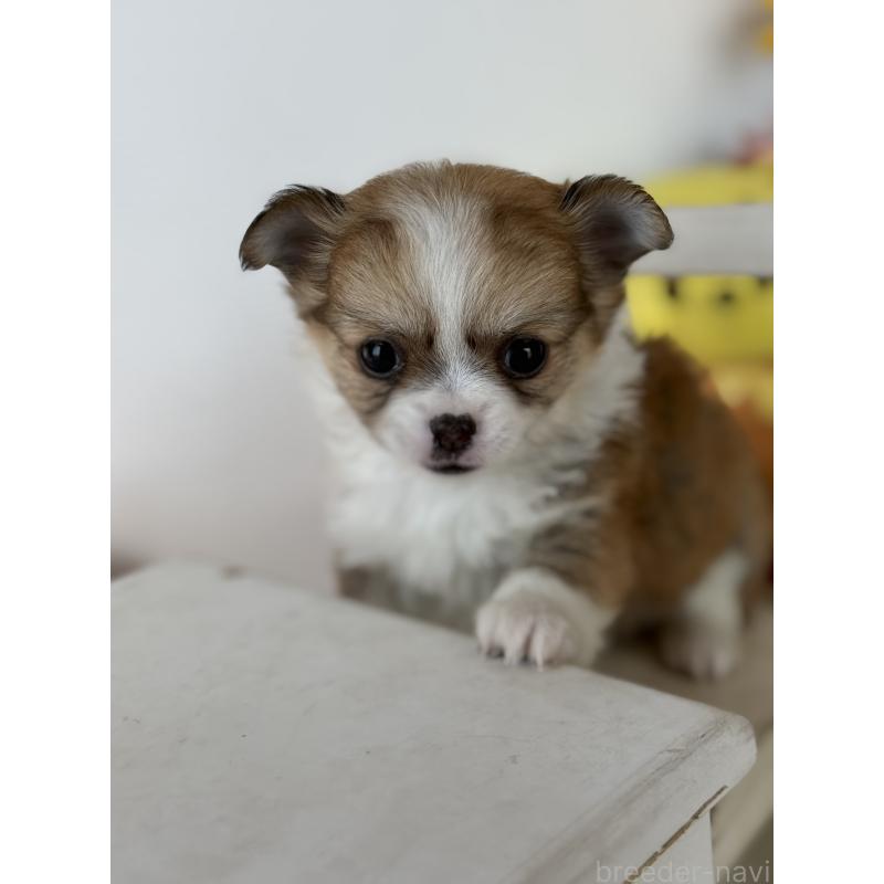 成約済の宮崎県のチワワ(ロングコート)-437237の10枚目