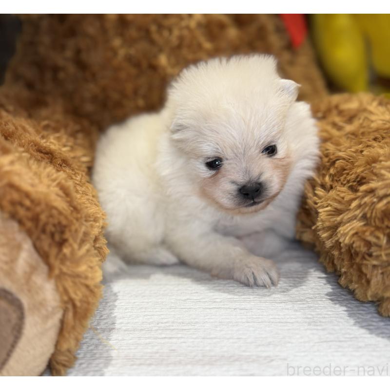 販売中の埼玉県のポメラニアン-441996の8枚目