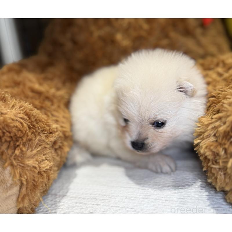 販売中の埼玉県のポメラニアン-441996の7枚目