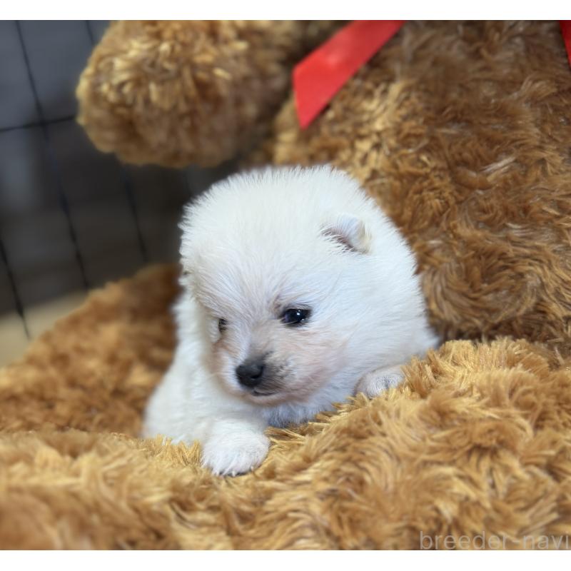 販売中の埼玉県のポメラニアン-441996の6枚目