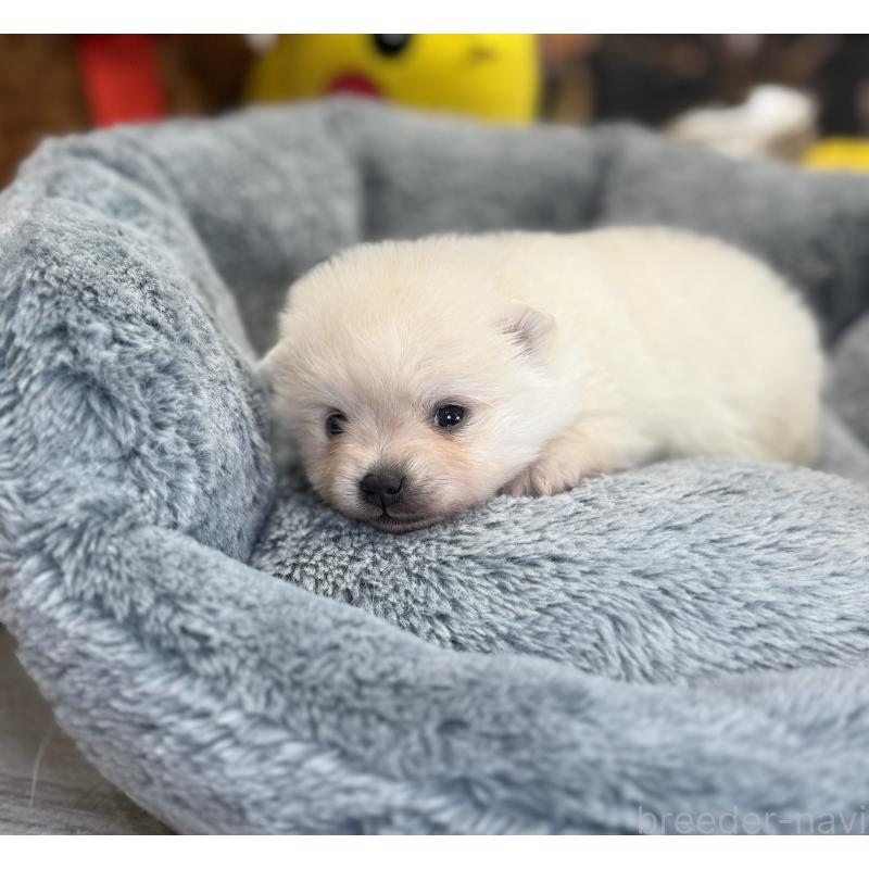 販売中の埼玉県のポメラニアン-441996の5枚目