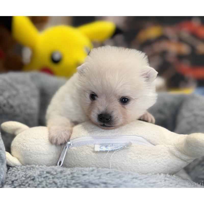 販売中の埼玉県のポメラニアン-441996の4枚目