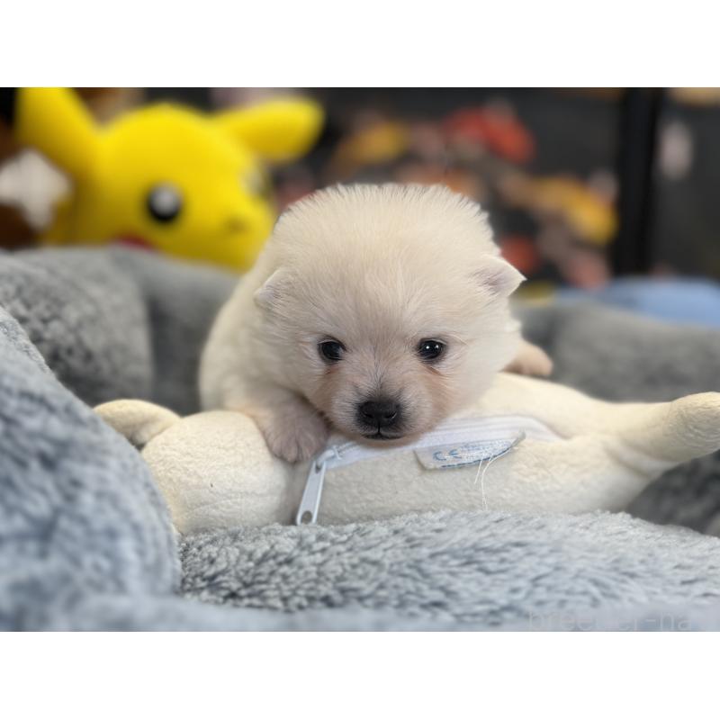 販売中の埼玉県のポメラニアン-441996の3枚目