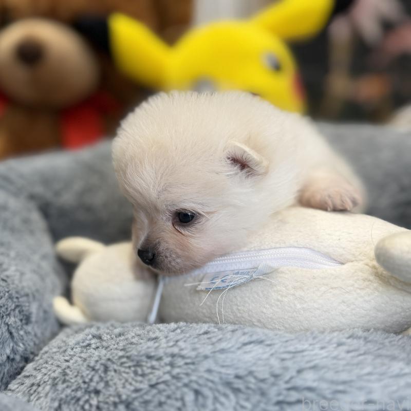 販売中の埼玉県のポメラニアン-441996の2枚目