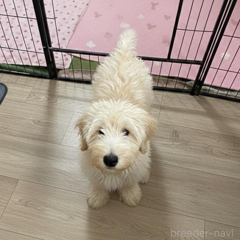 販売中の北海道のゴールデンドゥードル:ゴールデンレトリーバー×プードル-413981