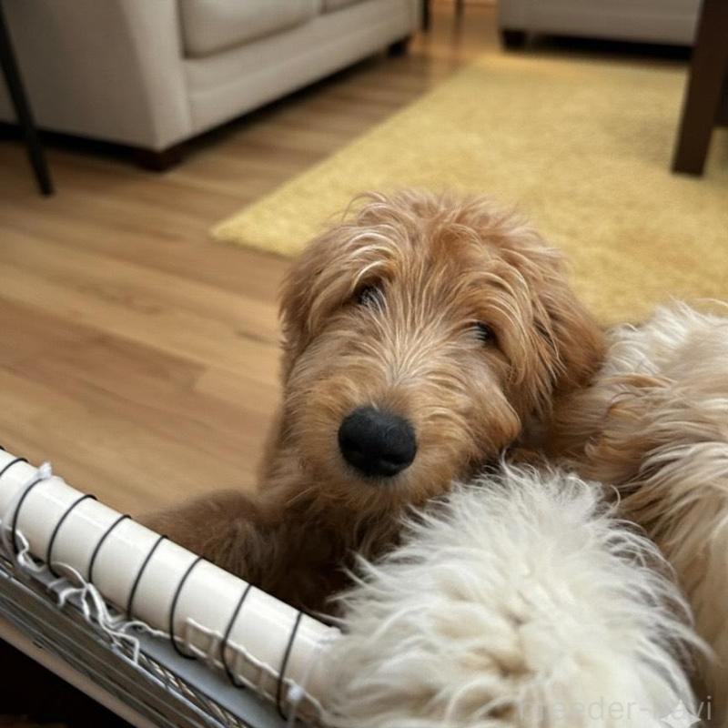 販売中の北海道のゴールデンドゥードル:ゴールデンレトリーバー×プードル-431854