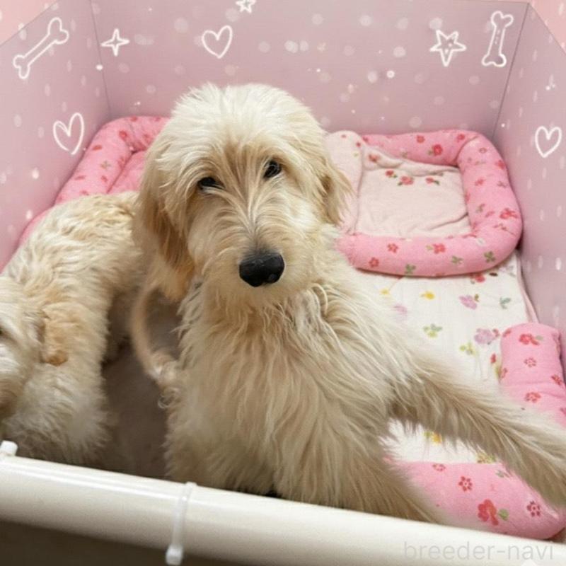 販売中の北海道のゴールデンドゥードル:ゴールデンレトリーバー×プードル-412457