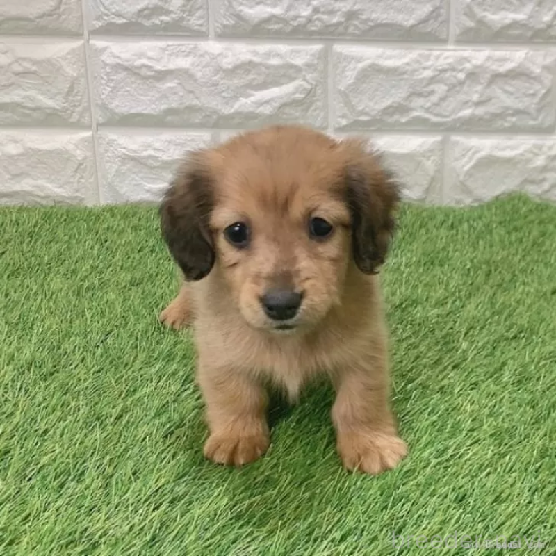 販売中の愛知県のミニチュアダックスフンド(ロングヘアード)-439784