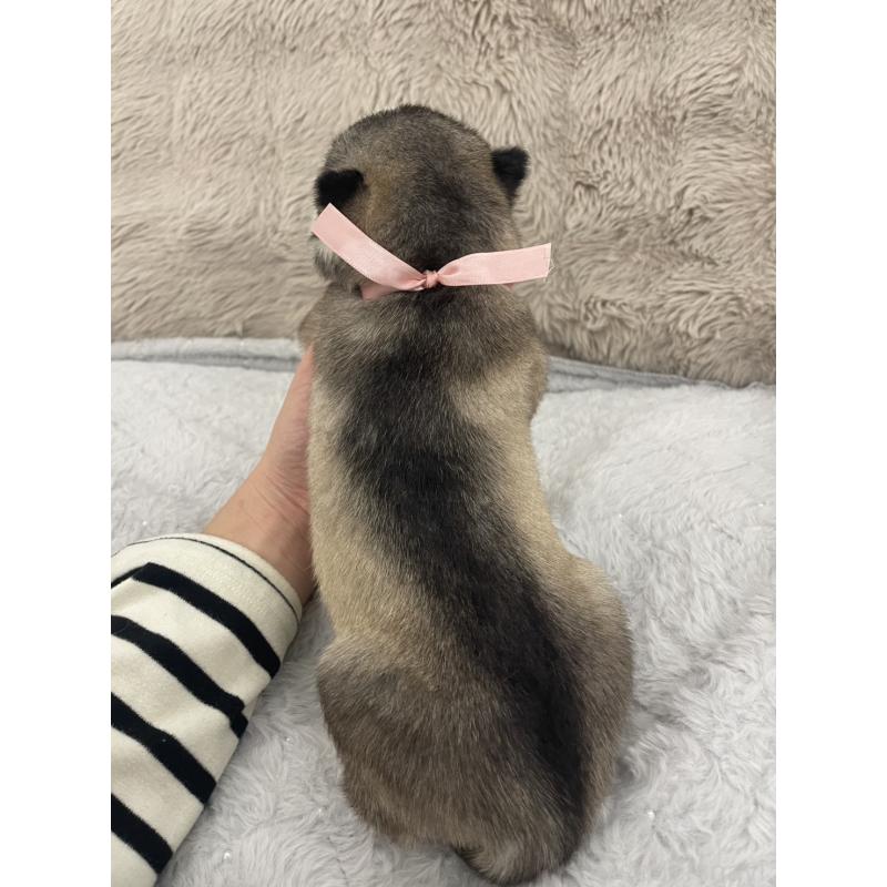 販売中の青森県のシベリアンハスキー-441997の6枚目