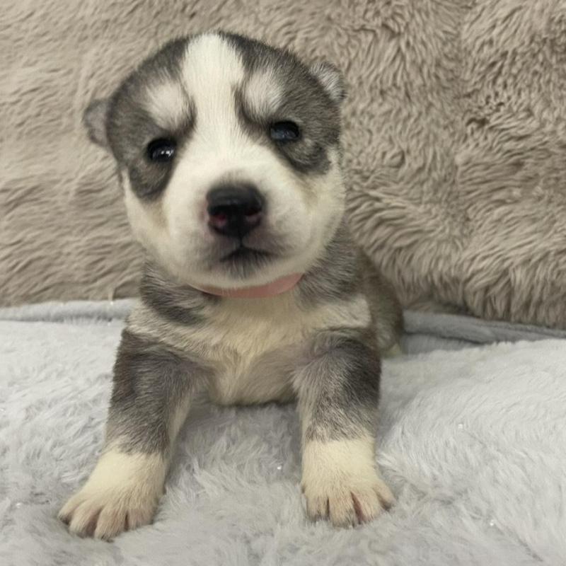 販売中の青森県のシベリアンハスキー-441997の5枚目