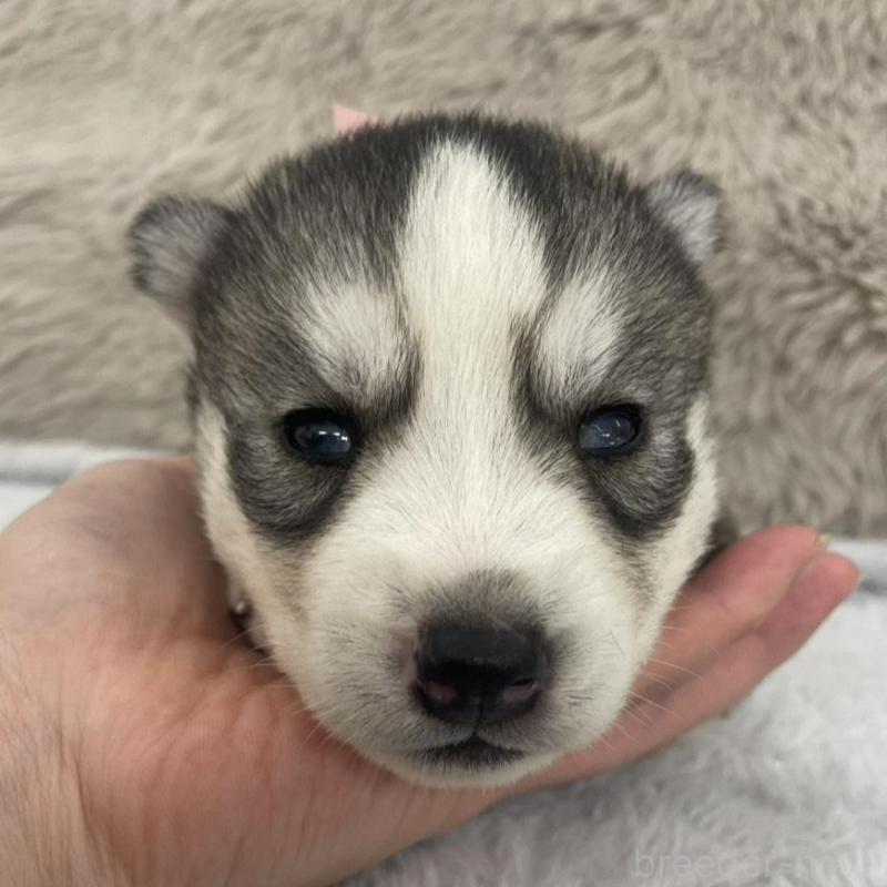 販売中の青森県のシベリアンハスキー-441997の1枚目