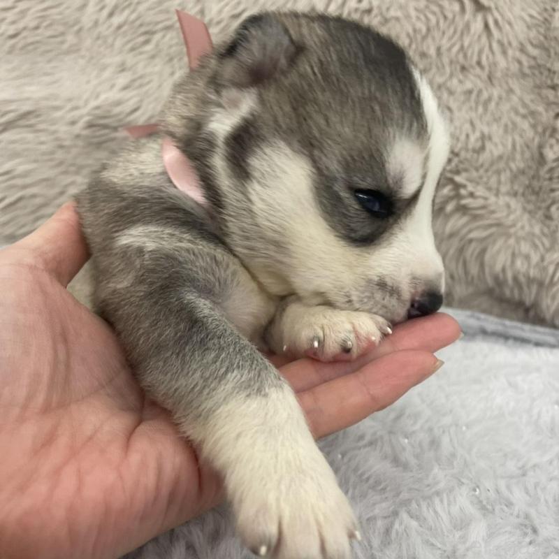 販売中の青森県のシベリアンハスキー-441997の3枚目