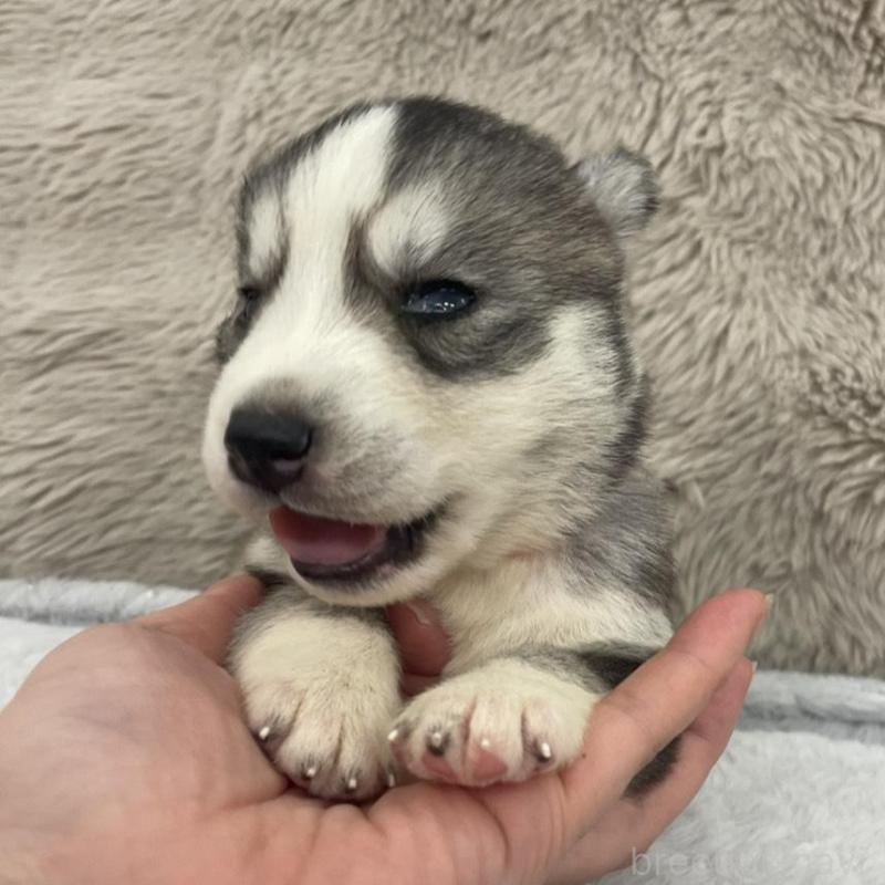 販売中の青森県のシベリアンハスキー-441997の2枚目