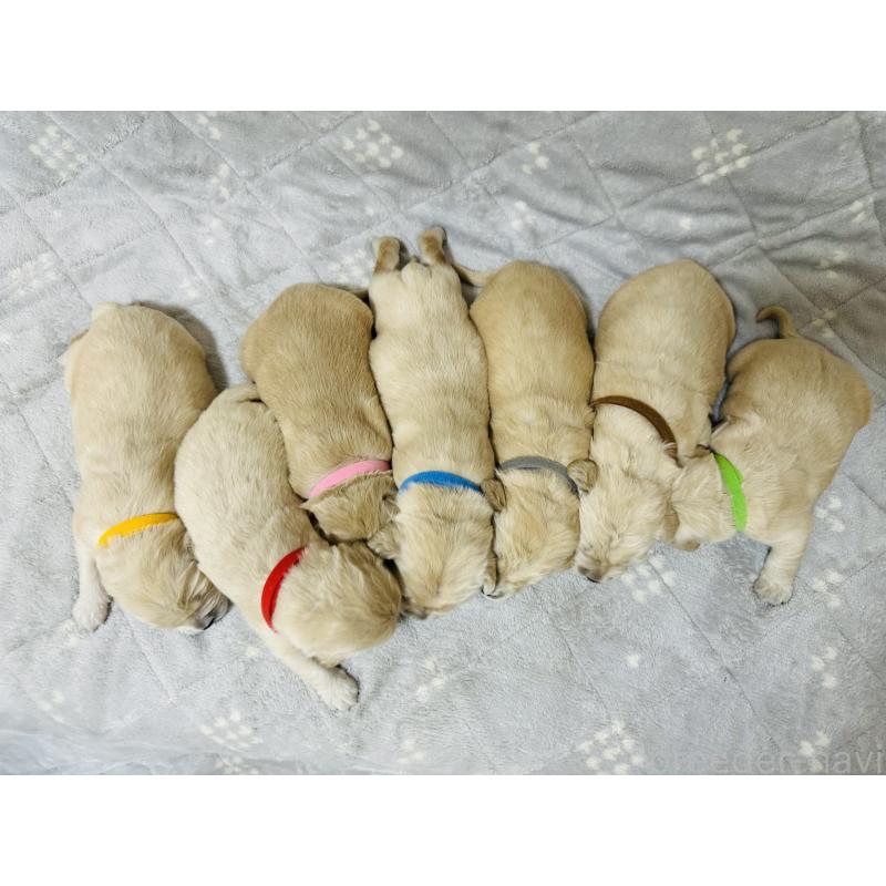 販売中の千葉県のゴールデンレトリーバー-440022の4枚目