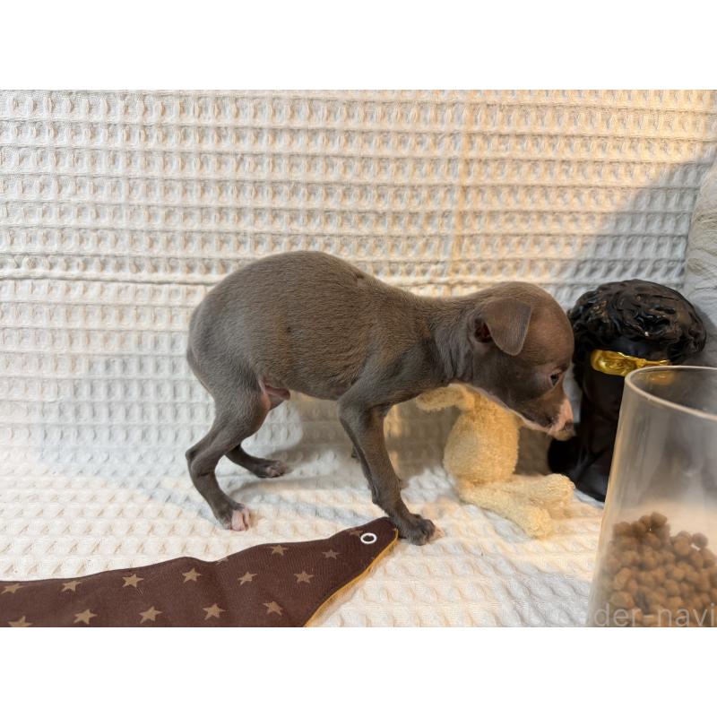 販売中の埼玉県のイタリアングレーハウンド(イタグレ)-441998の5枚目