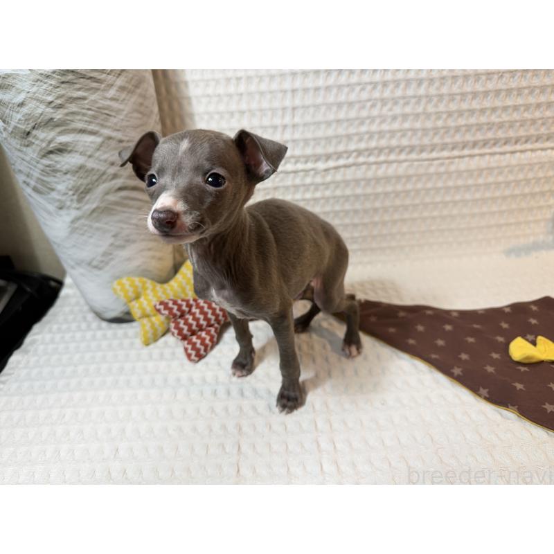 販売中の埼玉県のイタリアングレーハウンド(イタグレ)-441998の3枚目