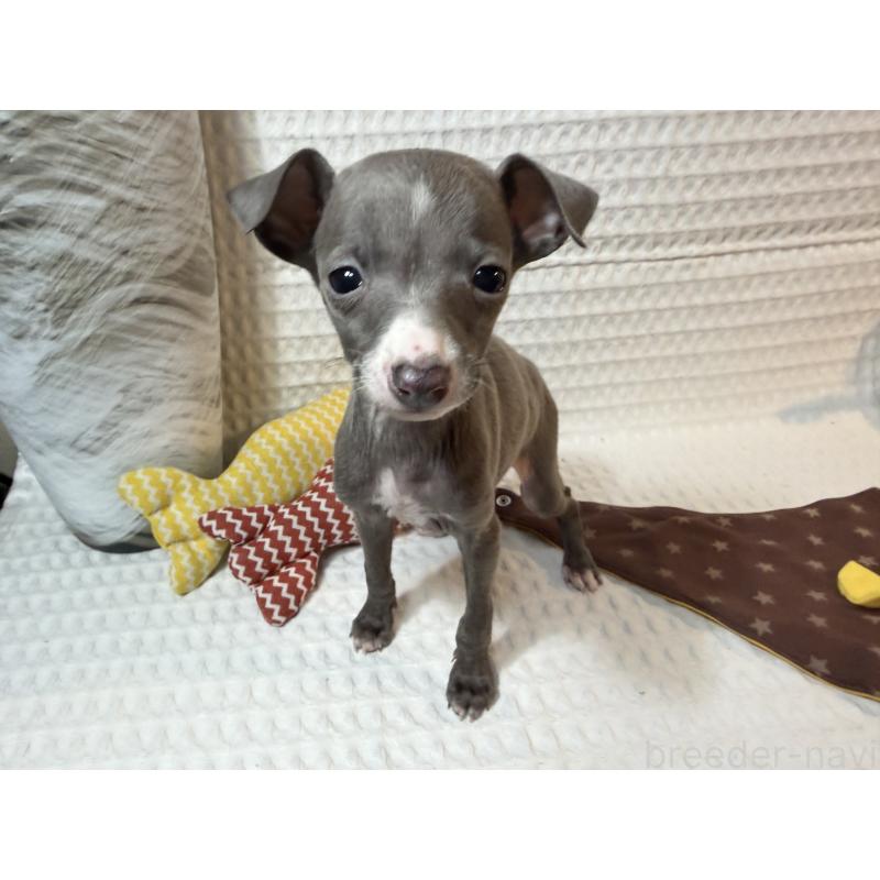 販売中の埼玉県のイタリアングレーハウンド(イタグレ)-441998の2枚目