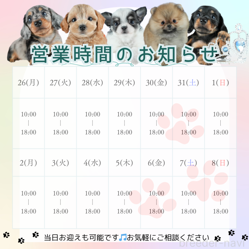 販売中の茨城県のトイプードル-441012の3枚目