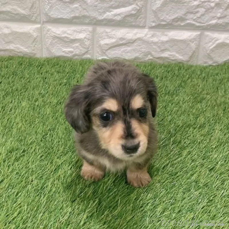 販売中の愛知県のミニチュアダックスフンド(ロングヘアード)-439753