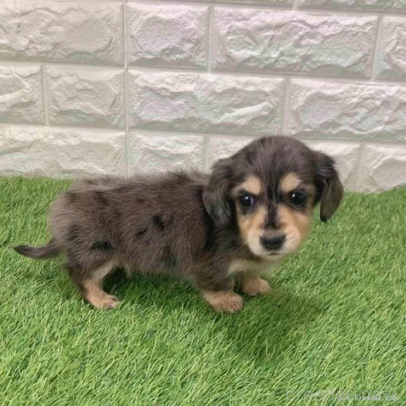 成約済の愛知県のミニチュアダックスフンド(ロングヘアード)-439753の5枚目