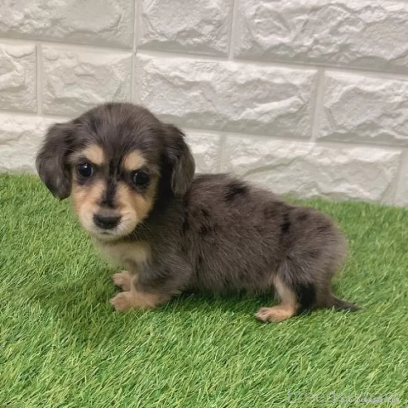 成約済の愛知県のミニチュアダックスフンド(ロングヘアード)-439753の4枚目