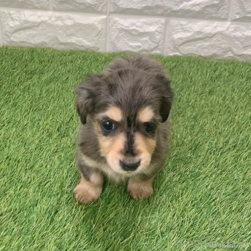 成約済の愛知県のミニチュアダックスフンド(ロングヘアード)-439753の3枚目