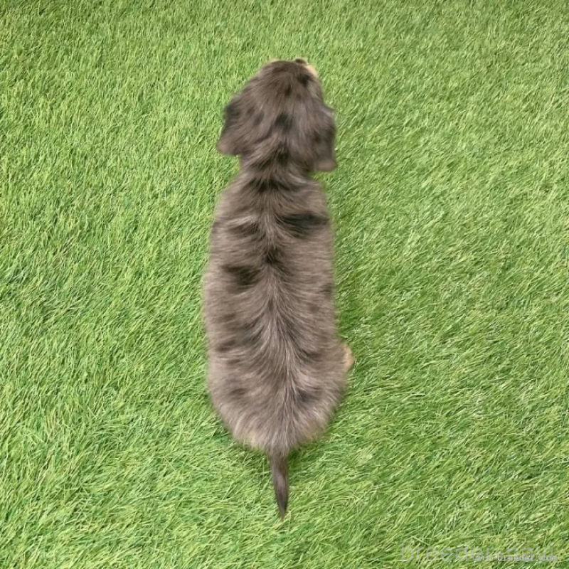 成約済の愛知県のミニチュアダックスフンド(ロングヘアード)-439753の2枚目