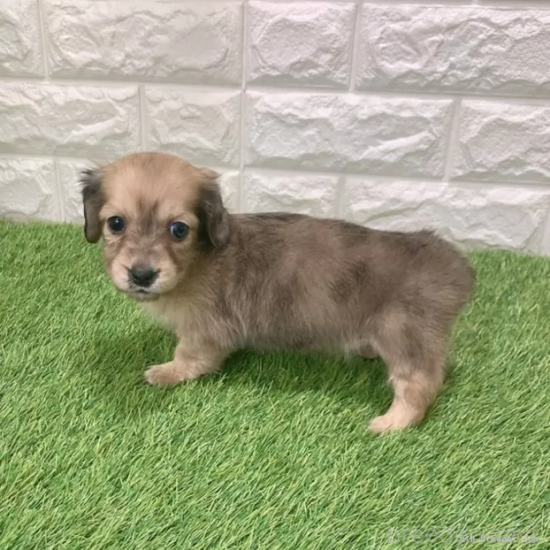 販売中の愛知県のミニチュアダックスフンド(ロングヘアード)-439761の5枚目