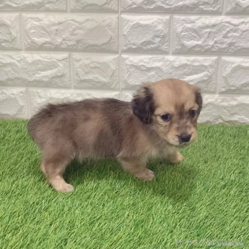 販売中の愛知県のミニチュアダックスフンド(ロングヘアード)-439761の4枚目