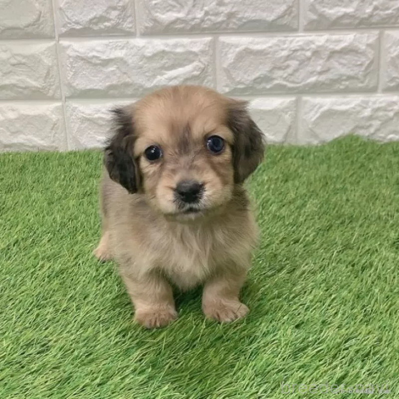 販売中の愛知県のミニチュアダックスフンド(ロングヘアード)-439761の3枚目