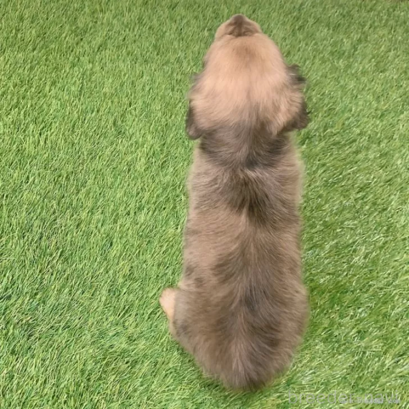 販売中の愛知県のミニチュアダックスフンド(ロングヘアード)-439761の2枚目