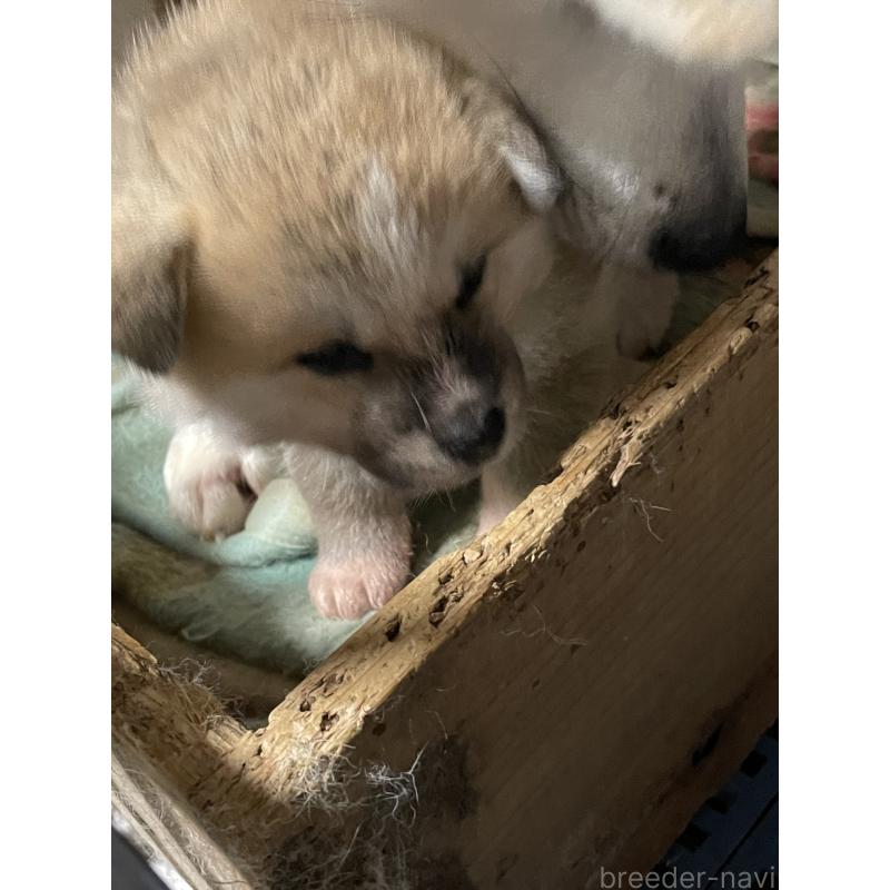 販売中の岩手県の秋田犬-441999の2枚目