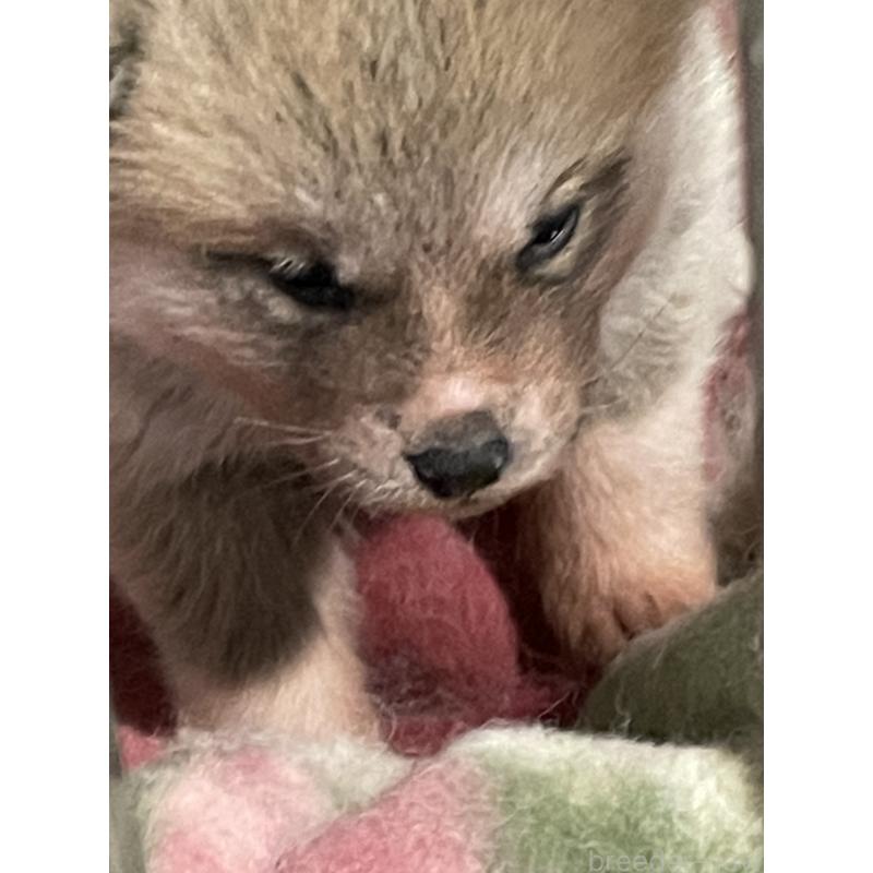 販売中の岩手県の秋田犬-442000の2枚目