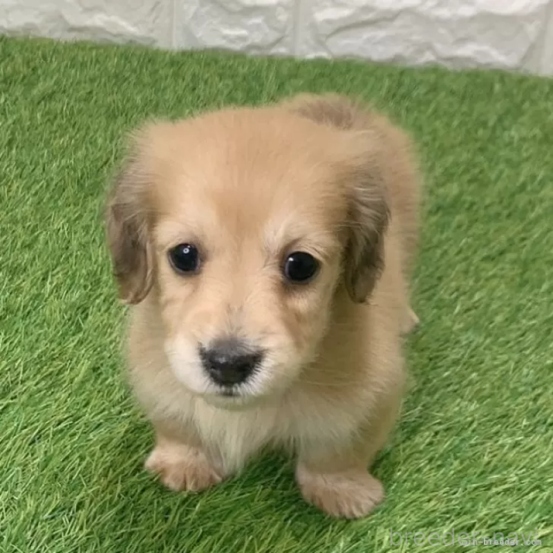 成約済の愛知県のミニチュアダックスフンド(ロングヘアード)-439751の1枚目