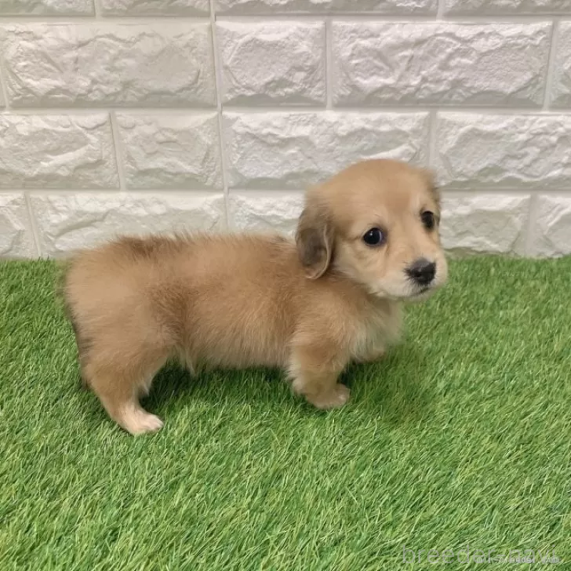 成約済の愛知県のミニチュアダックスフンド(ロングヘアード)-439751の5枚目