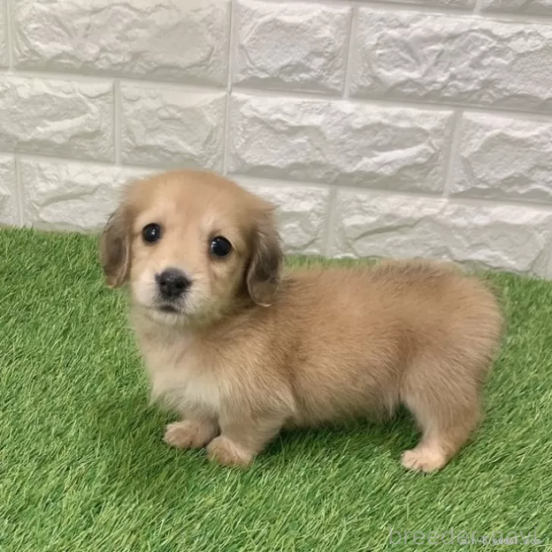 成約済の愛知県のミニチュアダックスフンド(ロングヘアード)-439751の4枚目