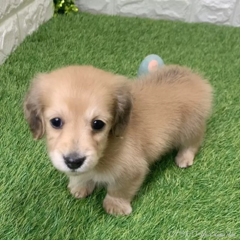 成約済の愛知県のミニチュアダックスフンド(ロングヘアード)-439751の3枚目