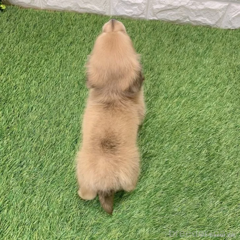 成約済の愛知県のミニチュアダックスフンド(ロングヘアード)-439751の2枚目