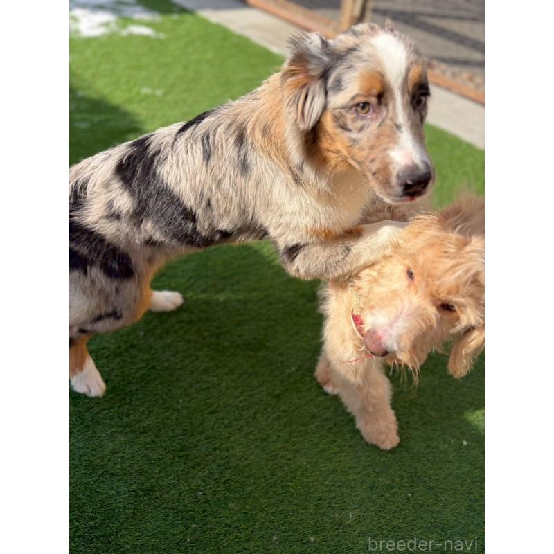 販売中の長野県のオーストラリアンシェパード-413861の5枚目
