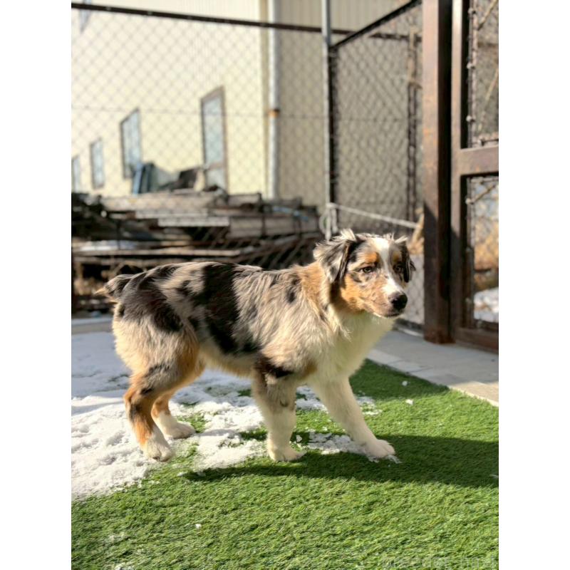 販売中の長野県のオーストラリアンシェパード-413861
