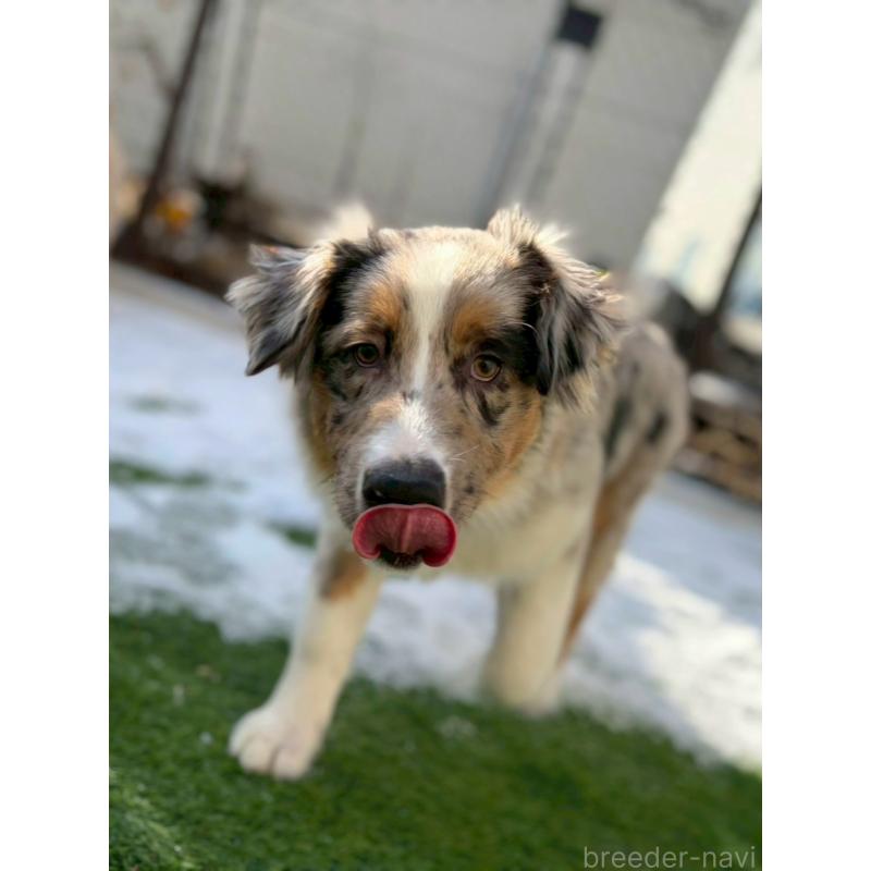 販売中の長野県のオーストラリアンシェパード-413861の4枚目