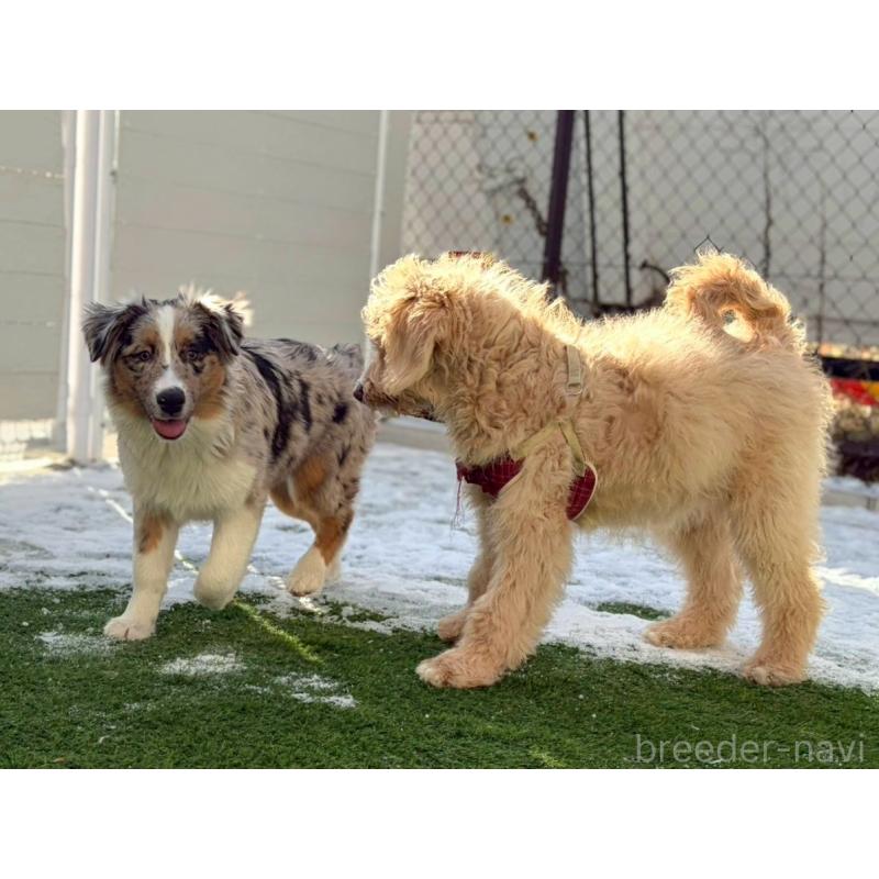 販売中の長野県のオーストラリアンシェパード-413861の3枚目