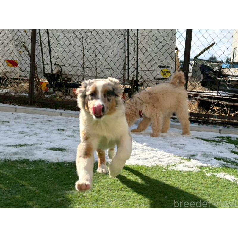 販売中の長野県のオーストラリアンシェパード-413861の2枚目