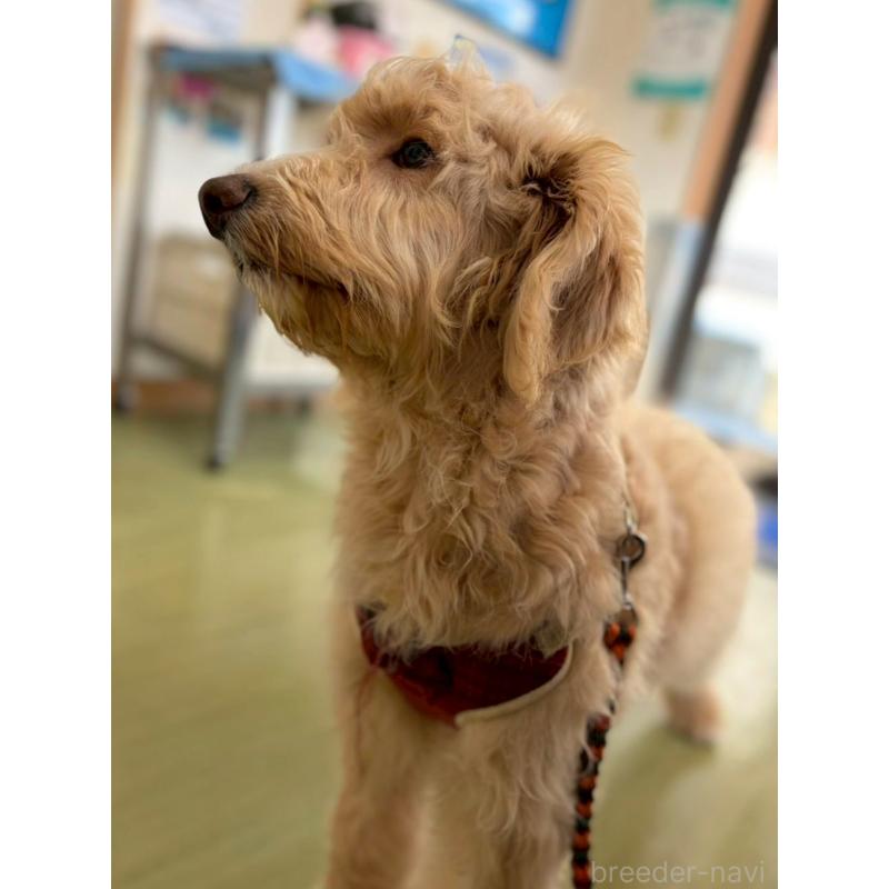 成約済の長野県のミックス犬-418629の11枚目