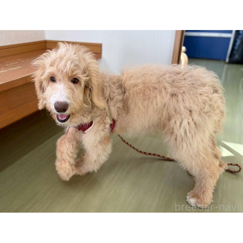 販売中の長野県のミックス犬-418629